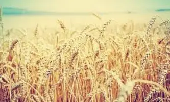 Wheat growing in a wheat field