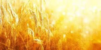 Wheat field, shavout