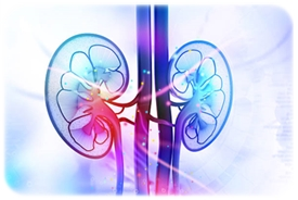 Colorful painting of kidney organs in the body