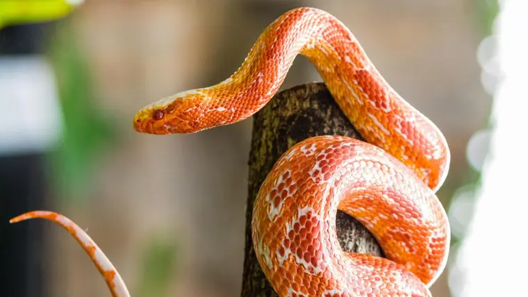 An orange and yellow snake on a stick