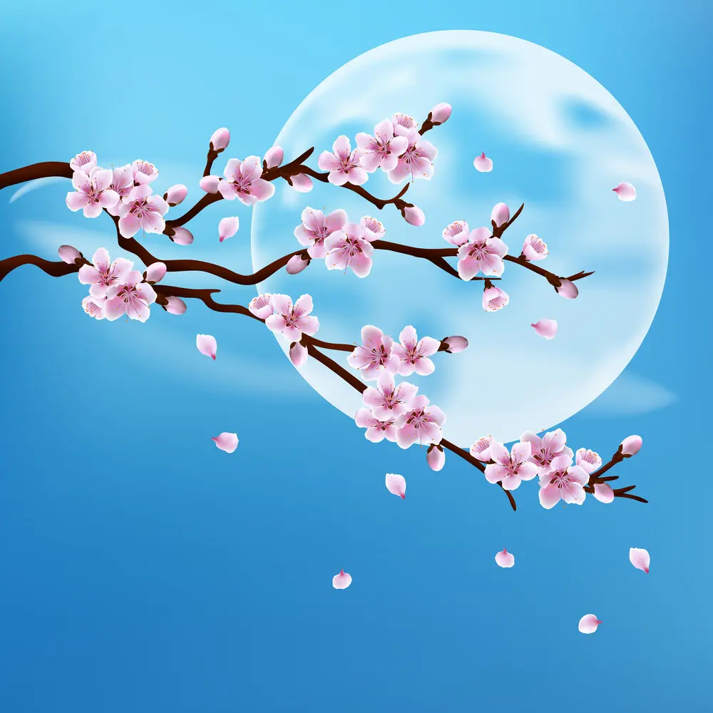 Cherry blossom branch covering a full moon